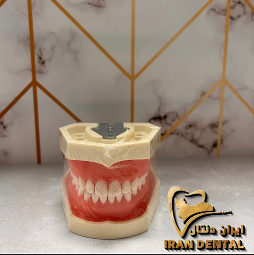 کست تمرینی دندانپزشکی